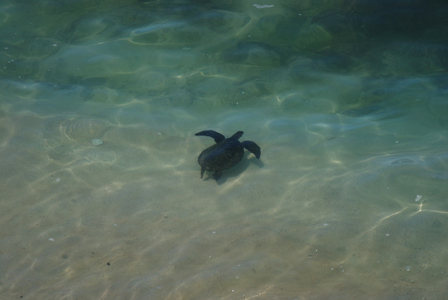 Sea Turtle